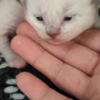 chaton Ragdoll blue mitted Collier cert Chatterie de Blue Eyes Jess