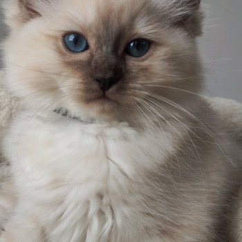 chaton Ragdoll chocolate sepia Collier noir Chatterie de Blue Eyes Jess