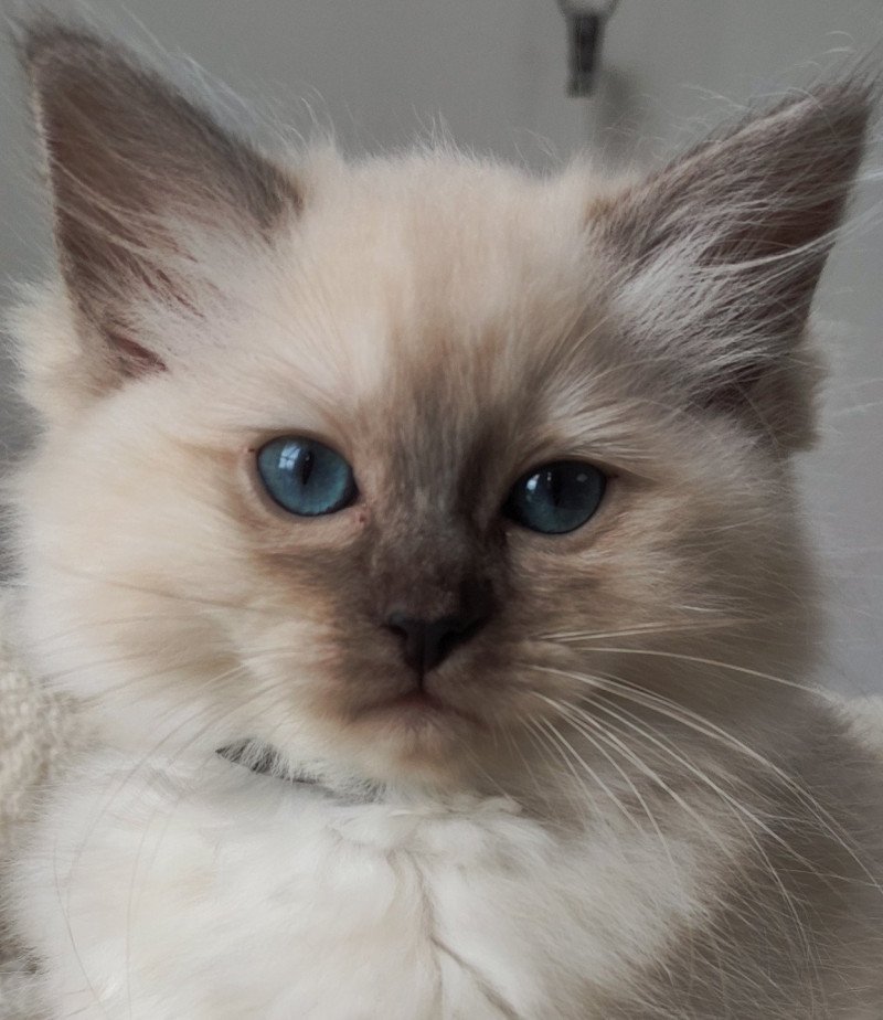 Zélia De Blue Eyes Jess Femelle Ragdoll