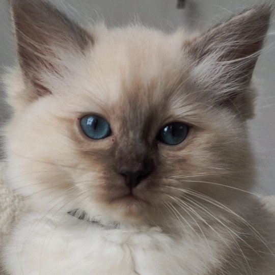 Zélia De Blue Eyes Jess Femelle Ragdoll