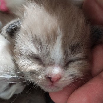 chaton Ragdoll seal mink mitted Collier rouge Chatterie de Blue Eyes Jess