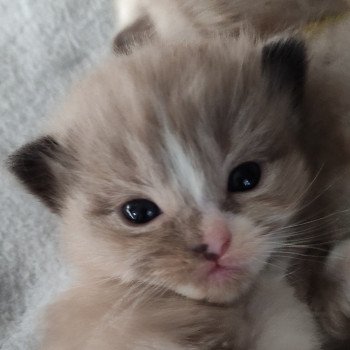 chaton Ragdoll seal mink mitted Collier rouge Chatterie de Blue Eyes Jess