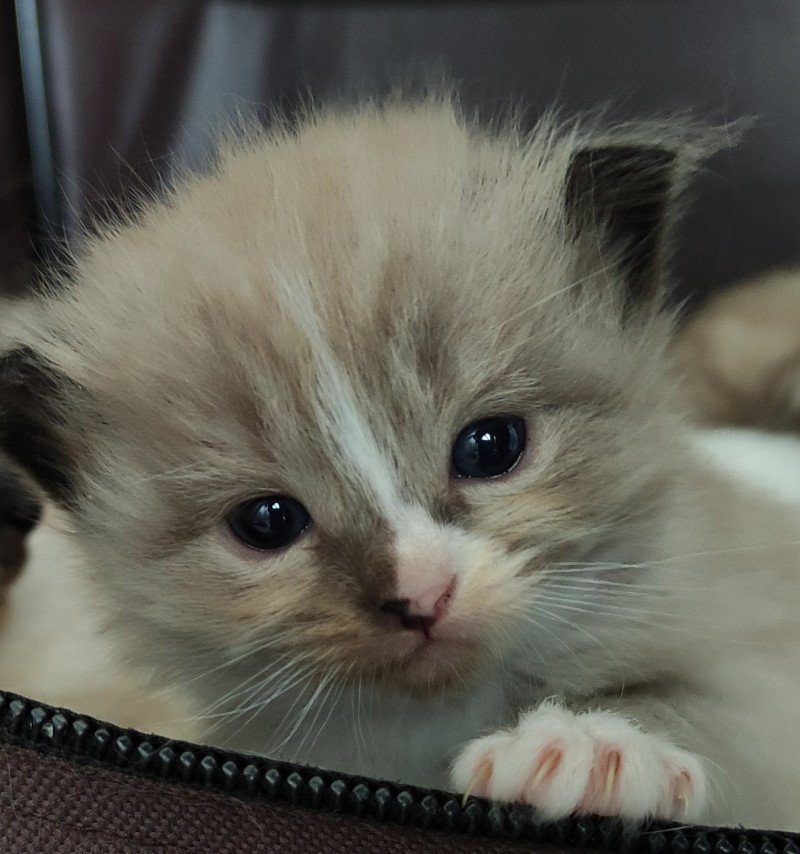 Yodda De Blue Eyes Jess Femelle Ragdoll