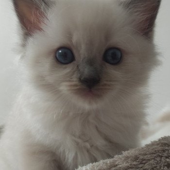 chaton Ragdoll blue mitted Victoire Chatterie de Blue Eyes Jess