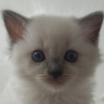 chaton Ragdoll blue mitted Victoire Chatterie de Blue Eyes Jess