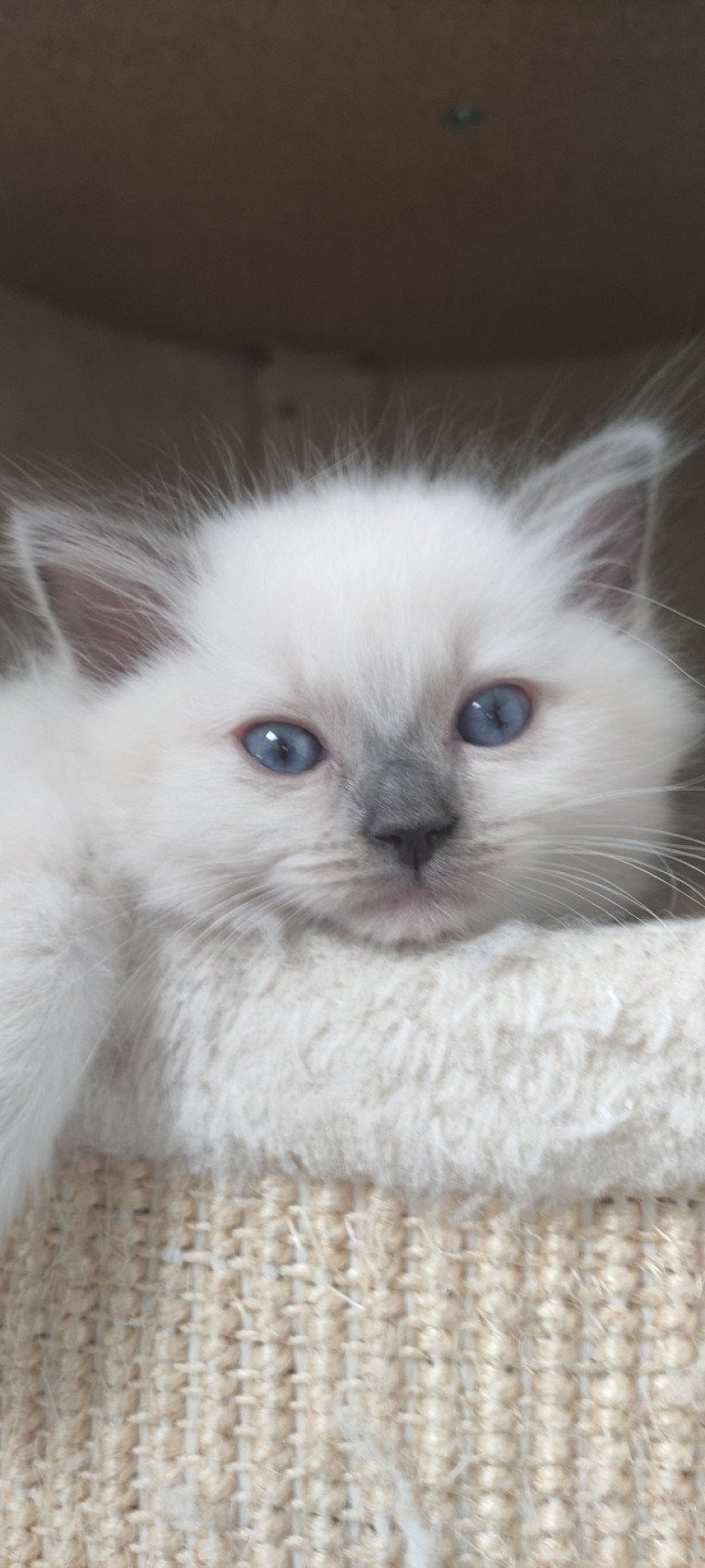 Vi De Blue Eyes Jess Femelle Ragdoll