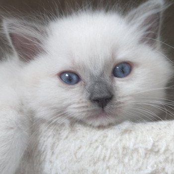 chaton Ragdoll blue mitted Victoire Chatterie de Blue Eyes Jess