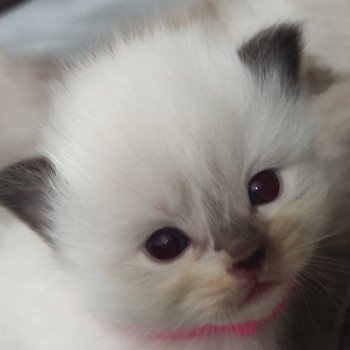 chaton Ragdoll blue point Collier rose Chatterie de Blue Eyes Jess