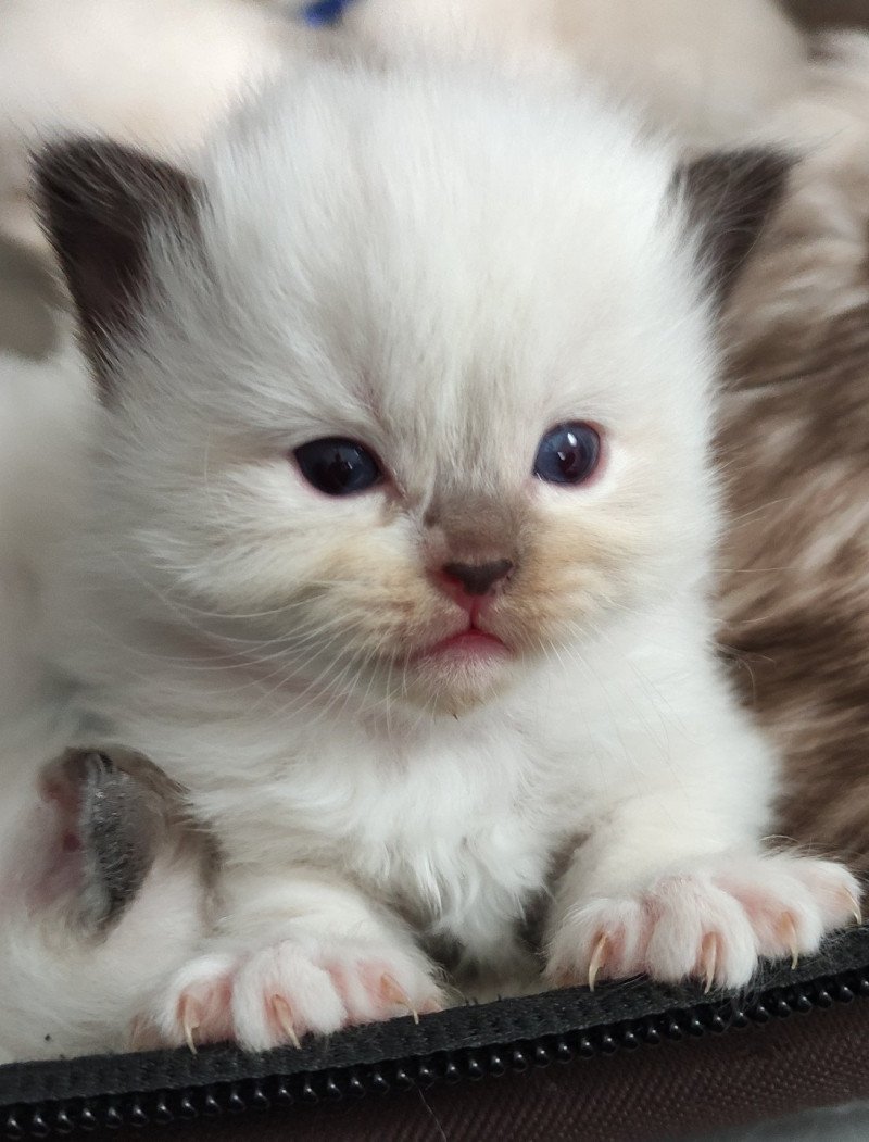 Zoé De Blue Eyes Jess Femelle Ragdoll