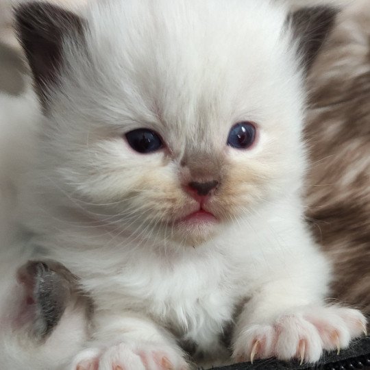 Zoé De Blue Eyes Jess Femelle Ragdoll