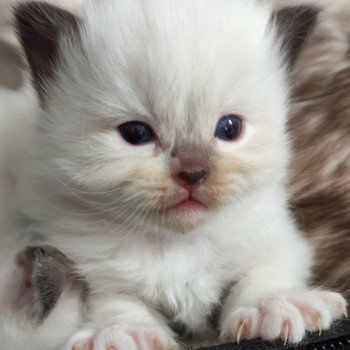 chaton Ragdoll chocolate mitted Collier rose Chatterie de Blue Eyes Jess