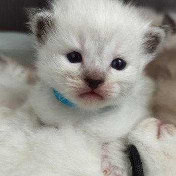 chaton Ragdoll blue point Collier turquoise Chatterie de Blue Eyes Jess