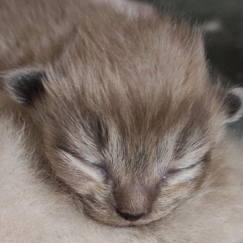 chaton Ragdoll seal sepia Collier vert fluo Chatterie de Blue Eyes Jess