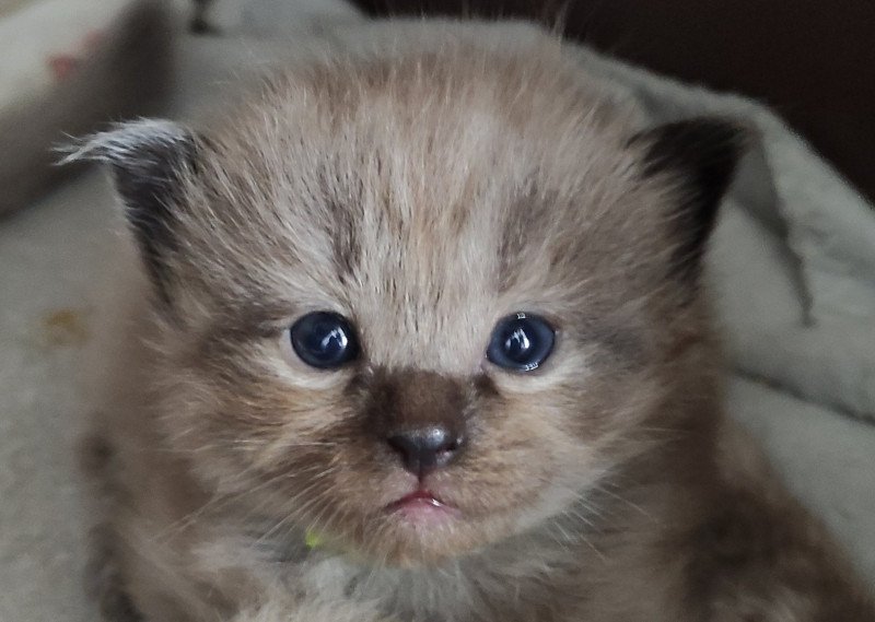 Watson De Blue Eyes Jess Mâle Ragdoll