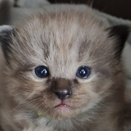 Watson De Blue Eyes Jess Mâle Ragdoll