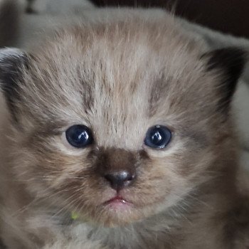 chaton Ragdoll seal sepia Collier vert fluo Chatterie de Blue Eyes Jess