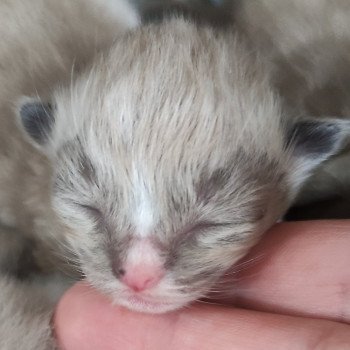 chaton Ragdoll seal mink mitted Collier vert Chatterie de Blue Eyes Jess