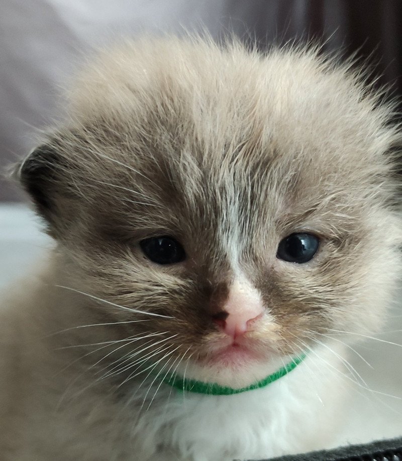 Zébulon De Blue Eyes Jess Mâle Ragdoll