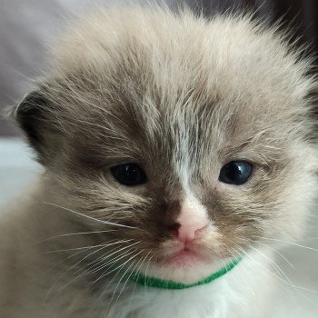 chaton Ragdoll seal mink mitted Zébulon Chatterie de Blue Eyes Jess