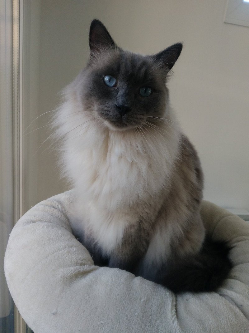 Naho De l'étoile de Diva Mâle Ragdoll