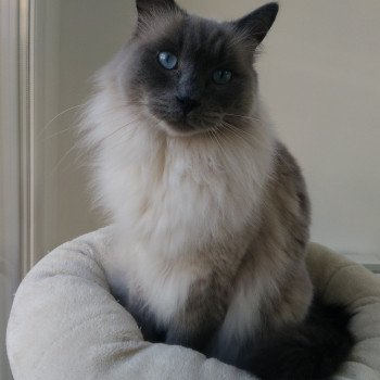 chat Ragdoll blue point Naho Chatterie de Blue Eyes Jess