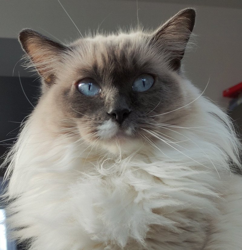 Olly de l'Eden du Gival Femelle Ragdoll