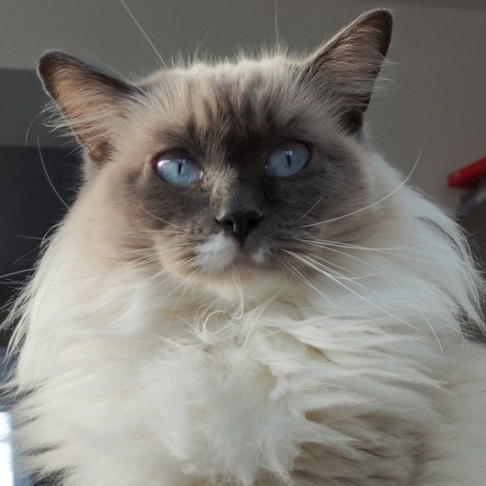 Olly de l'Eden du Gival Femelle Ragdoll