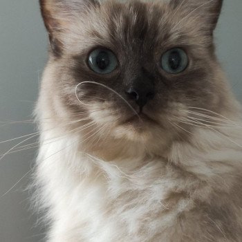 chat Ragdoll seal mink Perle De l'Eden du Gival Chatterie de Blue Eyes Jess