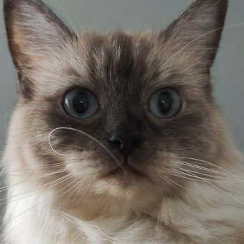 chat Ragdoll seal mink Perle De l'Eden du Gival Chatterie de Blue Eyes Jess