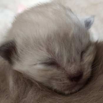 chaton Ragdoll seal mink mitted Sans collier Chatterie de Blue Eyes Jess