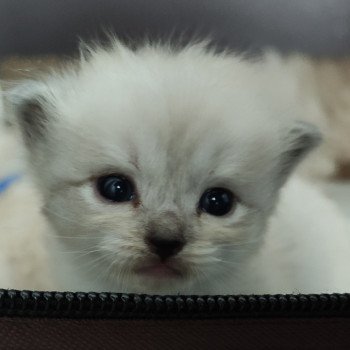 chaton Ragdoll seal mink mitted Victor Chatterie de Blue Eyes Jess