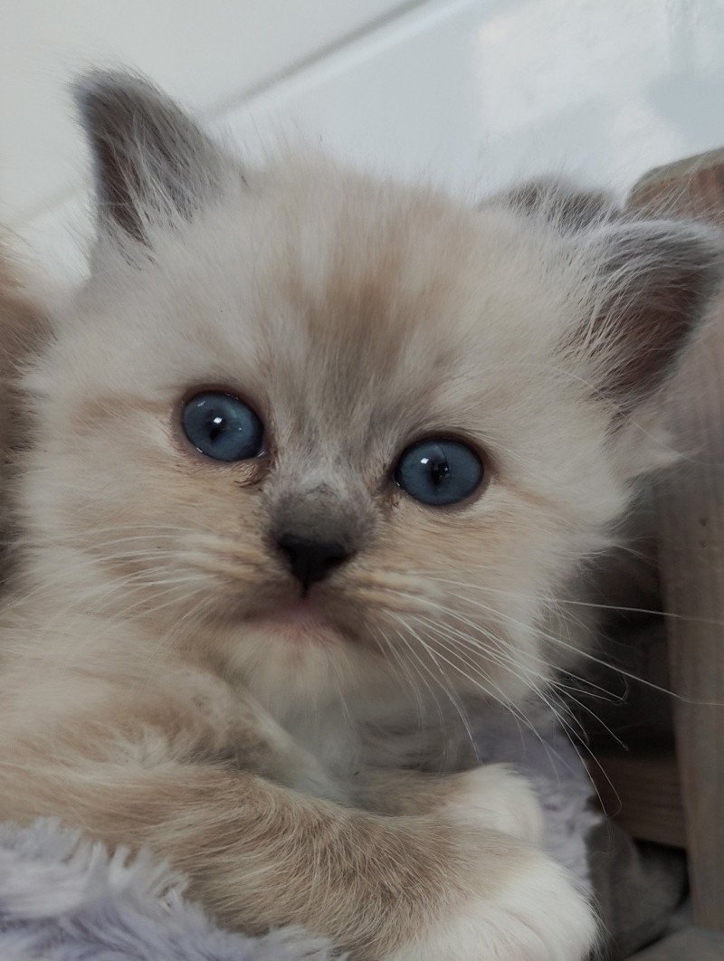 Wonka De Blue Eyes Jess Mâle Ragdoll