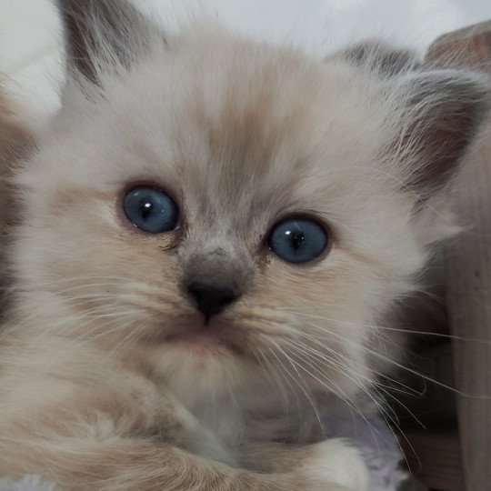 Wonka De Blue Eyes Jess Mâle Ragdoll