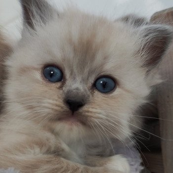 chaton Ragdoll blue mink mitted Victor Chatterie de Blue Eyes Jess