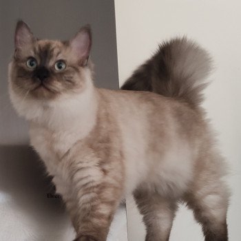 chat Ragdoll seal mink Seychelles De Blue Eyes Jess Chatterie de Blue Eyes Jess