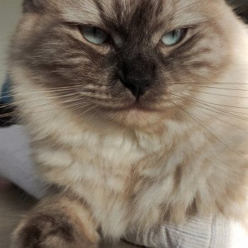 chat Ragdoll seal mink Seychelles Chatterie de Blue Eyes Jess