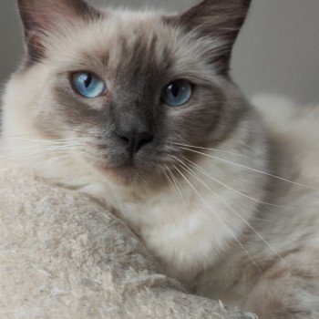 chat Ragdoll blue point Thaly de l'Eden du Gival Chatterie de Blue Eyes Jess