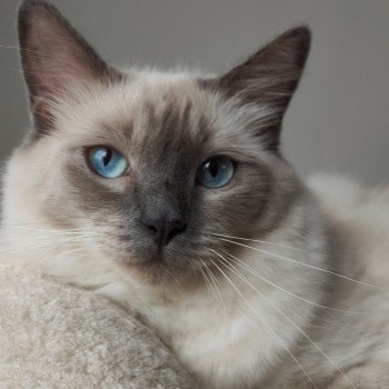 chat Ragdoll blue point Thaly de l'Eden du Gival Chatterie de Blue Eyes Jess