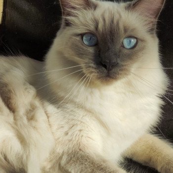 chat Ragdoll blue point Thaly de l'Eden du Gival Chatterie de Blue Eyes Jess