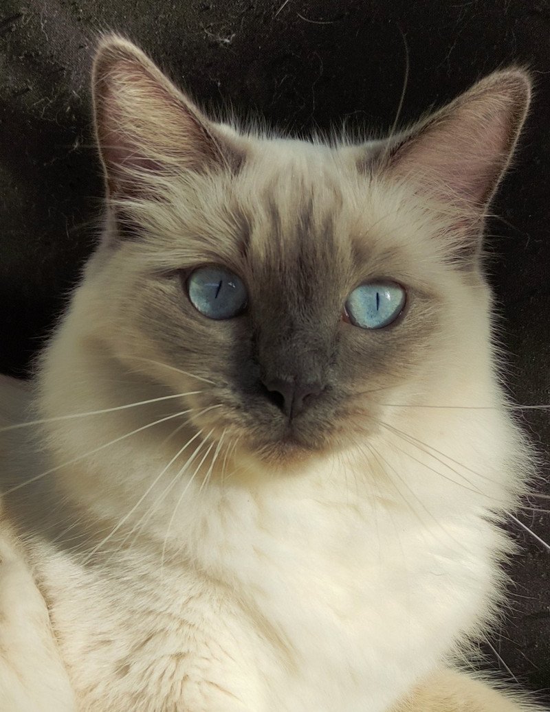 Thaly de l'Eden du Gival Femelle Ragdoll