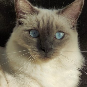 chat Ragdoll blue point Thaly de l'Eden du Gival Chatterie de Blue Eyes Jess