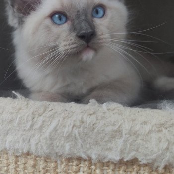 chaton Ragdoll blue mitted Uggo Chatterie de Blue Eyes Jess