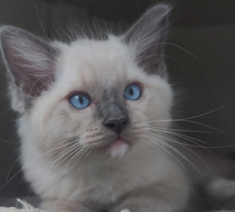 Uggo De Blue Eyes Jess Mâle Ragdoll