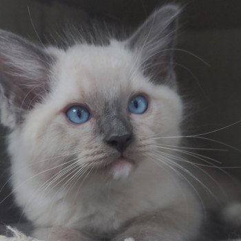 chaton Ragdoll blue mitted Uggo Chatterie de Blue Eyes Jess