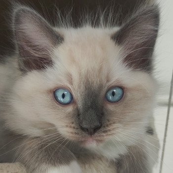 chaton Ragdoll blue mitted Ulys Chatterie de Blue Eyes Jess