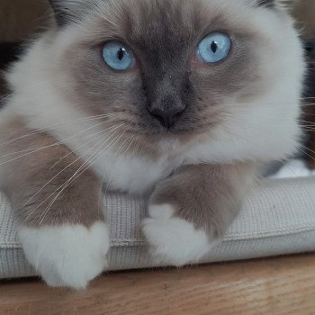 chaton Ragdoll blue mitted Ulys Chatterie de Blue Eyes Jess