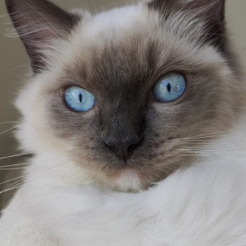 chaton Ragdoll blue mitted Ulys Chatterie de Blue Eyes Jess