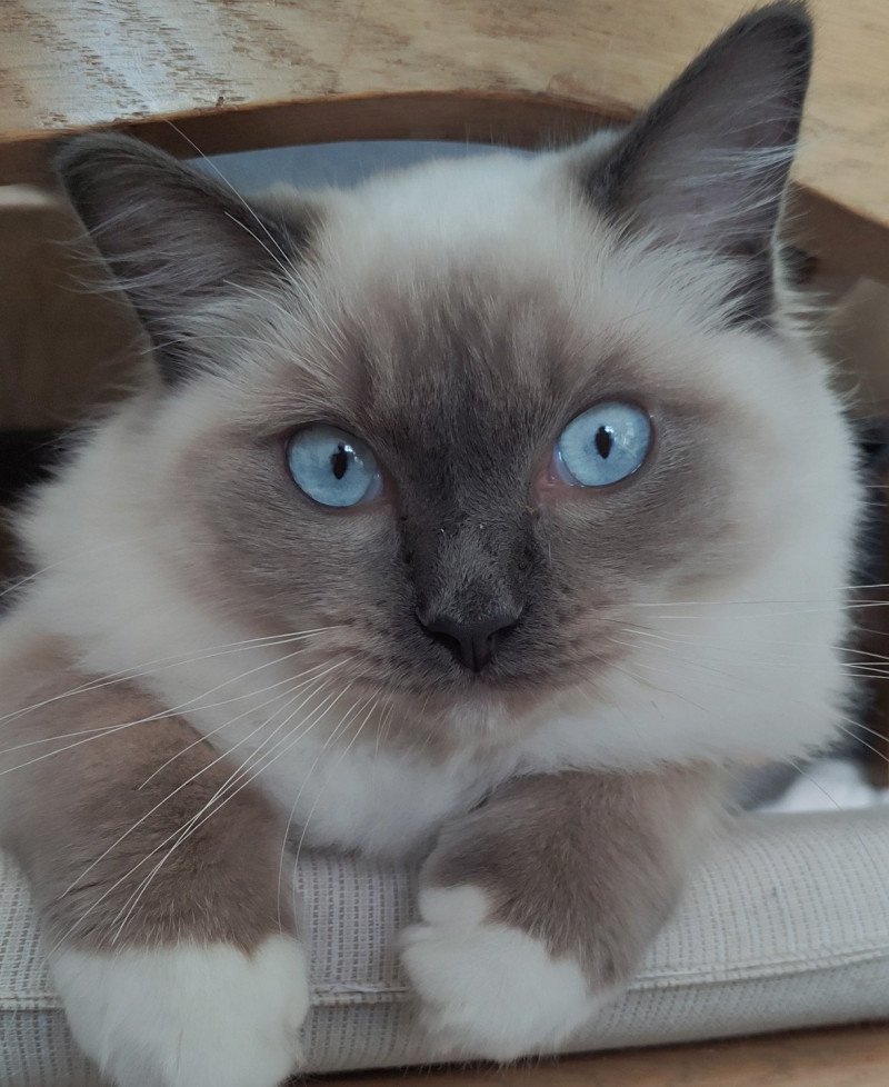 Ulys De Blue Eyes Jess Mâle Ragdoll