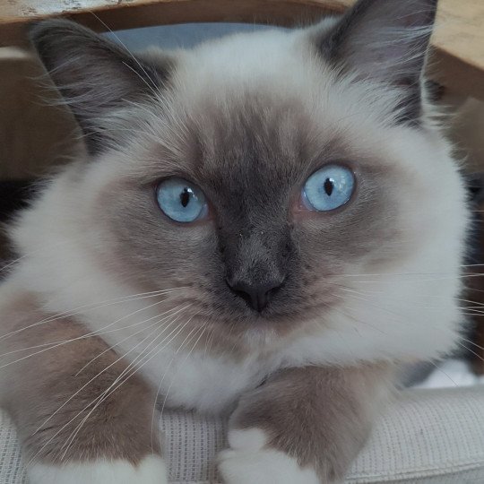 Ulys De Blue Eyes Jess Mâle Ragdoll