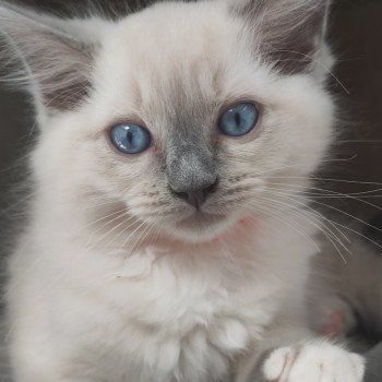 chaton Ragdoll blue mitted Uranus Chatterie de Blue Eyes Jess